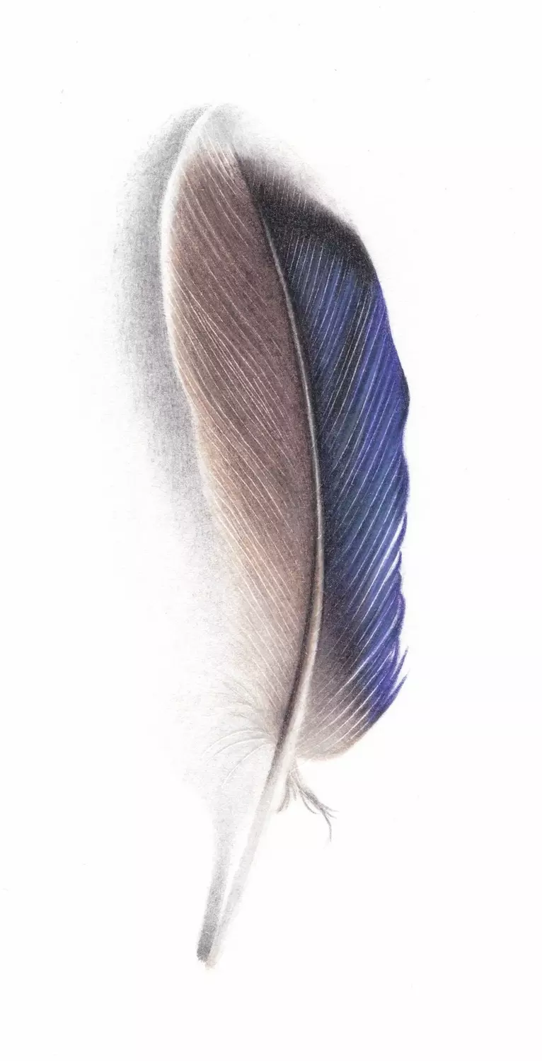 Mallard Feather Coloured Pencil Illustration